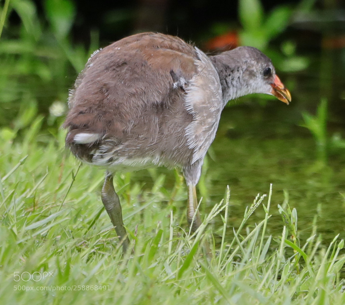 Canon EOS-1D X Mark II sample photo. 05-21-18-0019127.jpg photography