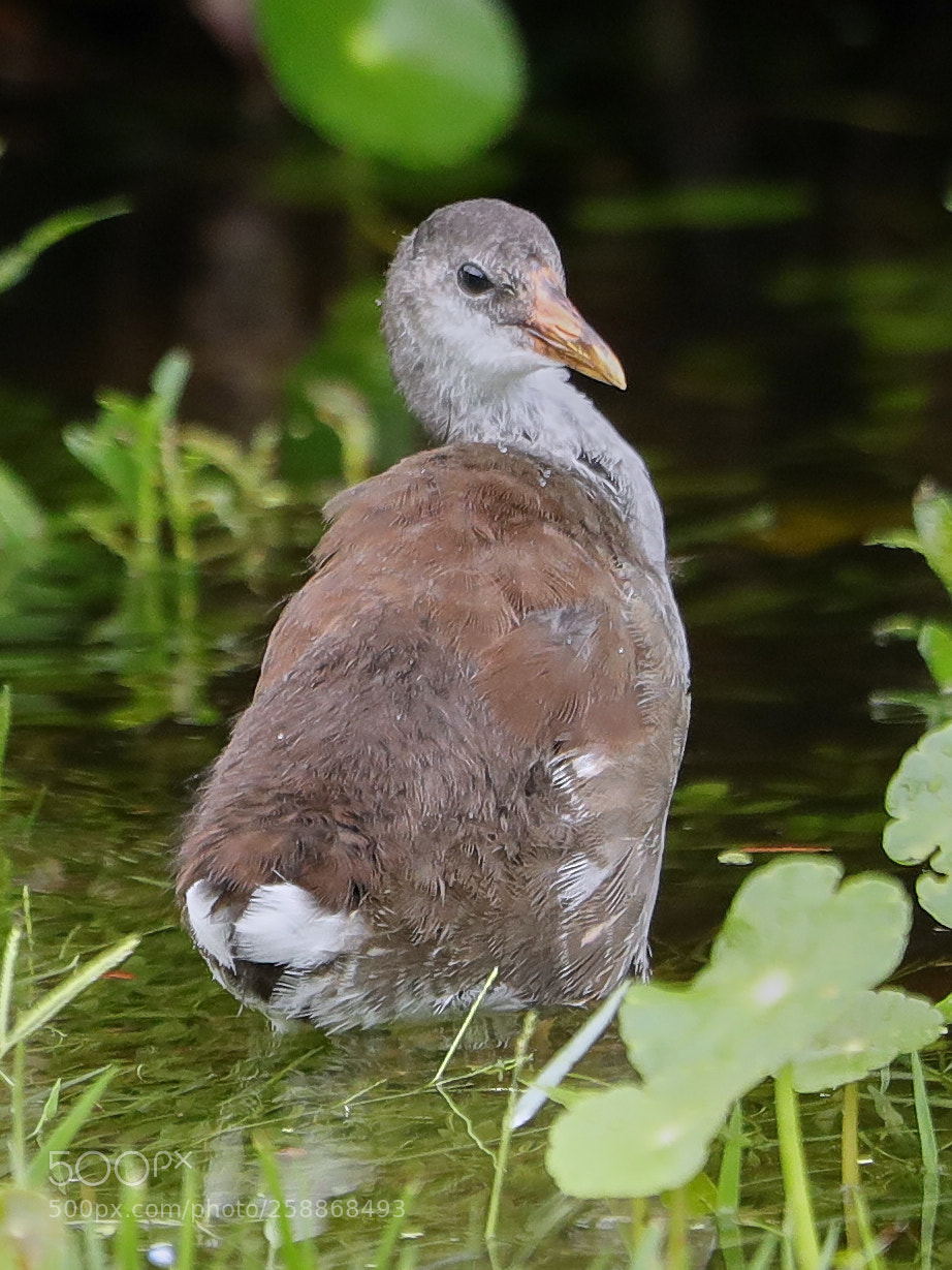 Canon EOS-1D X Mark II sample photo. 05-21-18-0019127 1.jpg photography