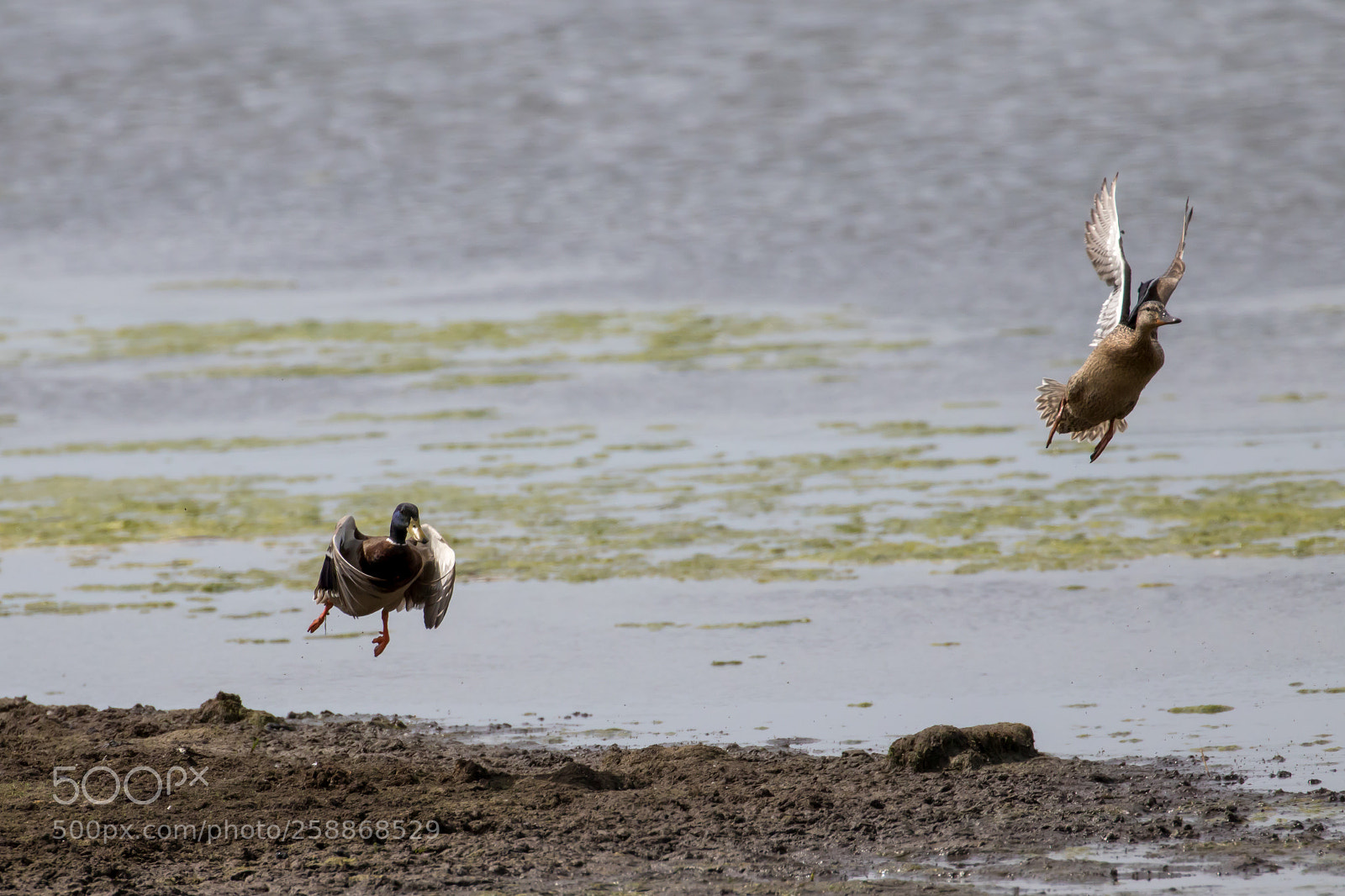 Canon EOS 7D Mark II sample photo. Flying duck photography