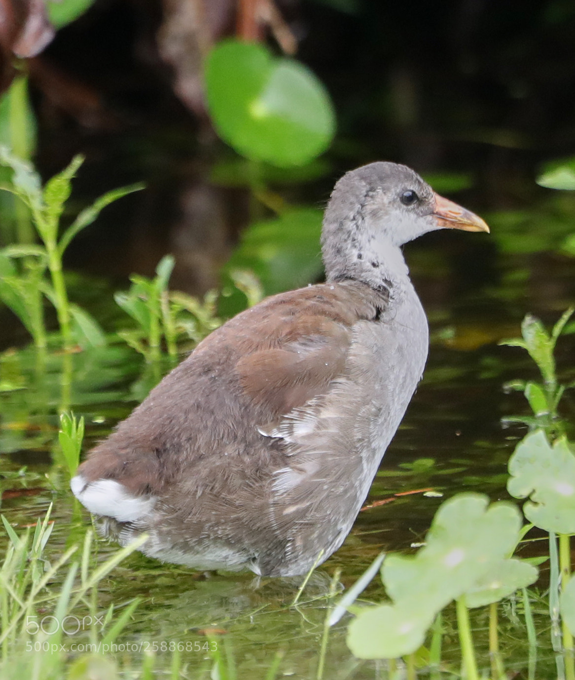 Canon EOS-1D X Mark II sample photo. 05-21-18-0019125.jpg photography