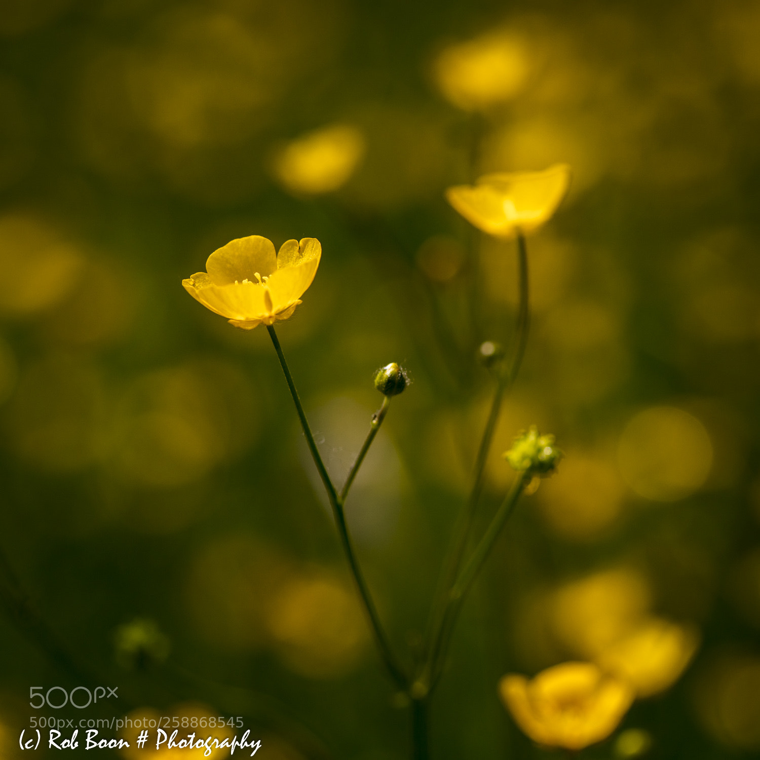 Canon EOS 5DS sample photo. Boterbloem 1 photography