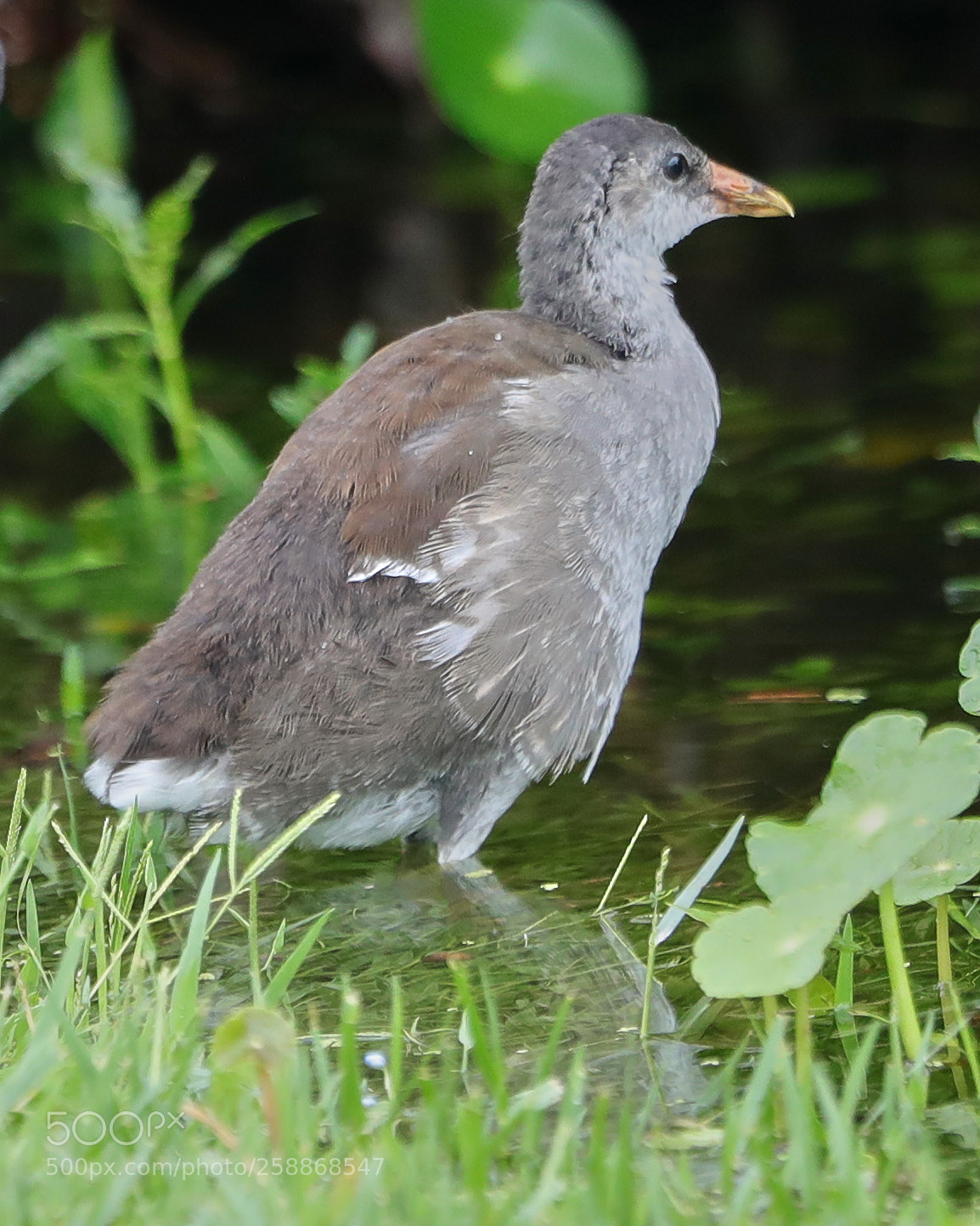 Canon EOS-1D X Mark II sample photo. 05-21-18-0019118.jpg photography