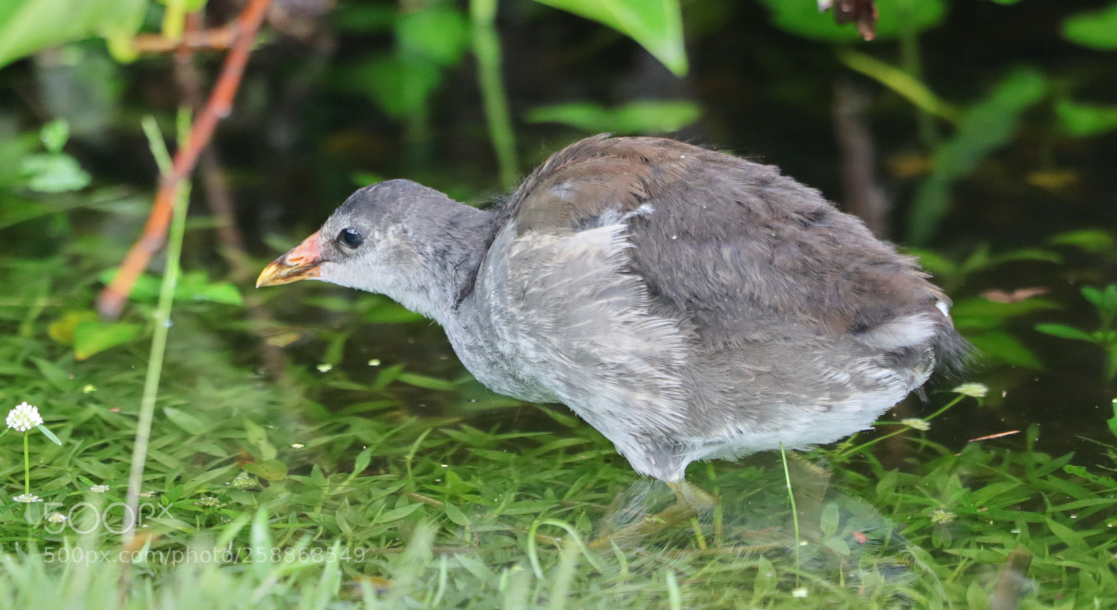 Canon EOS-1D X Mark II sample photo. 05-21-18-0019115.jpg photography