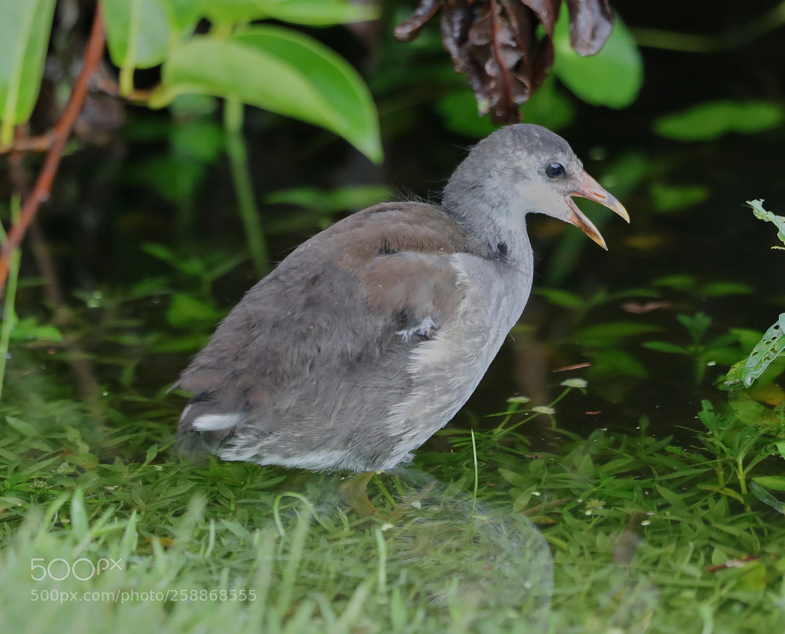 Canon EOS-1D X Mark II sample photo. 05-21-18-0019113.jpg photography