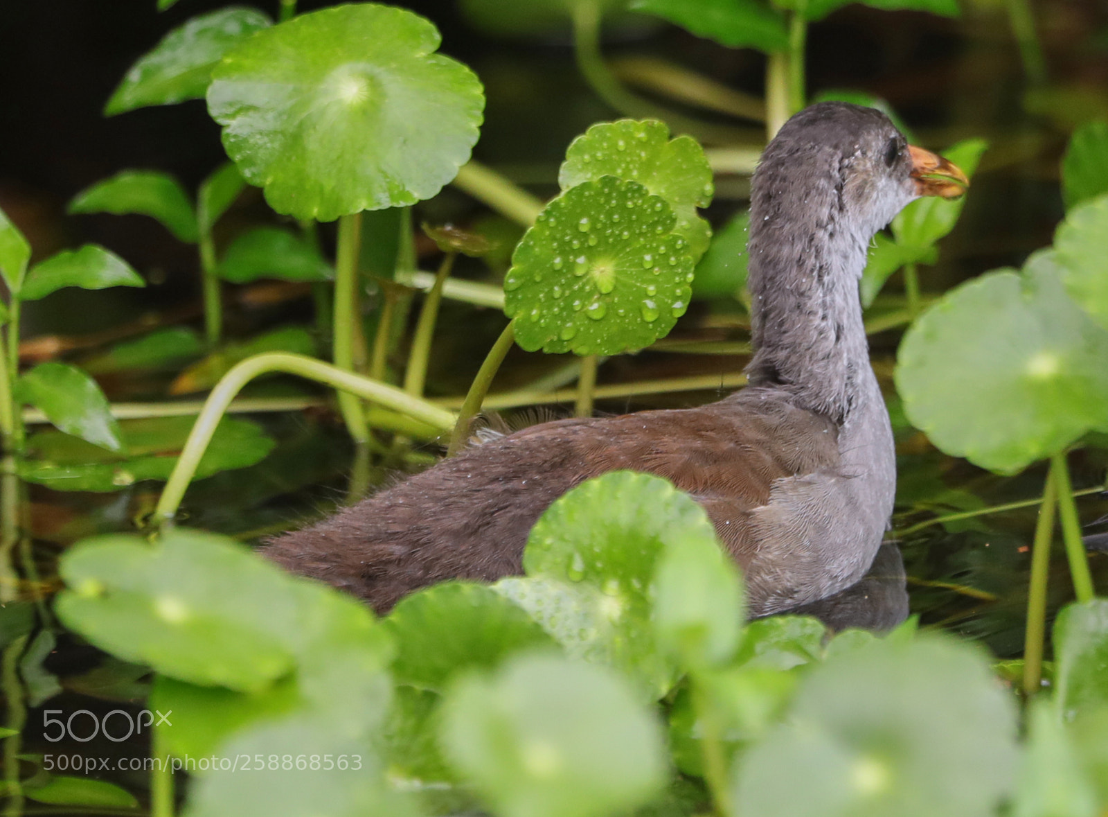 Canon EOS-1D X Mark II sample photo. 05-21-18-0019110.jpg photography