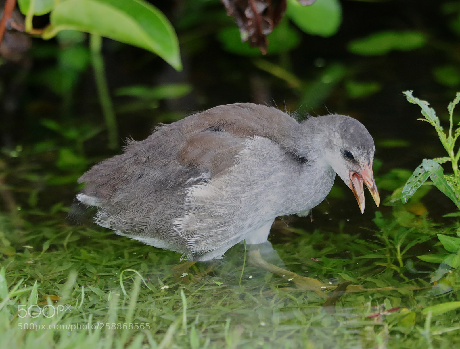 Canon EOS-1D X Mark II sample photo. 05-21-18-0019112.jpg photography