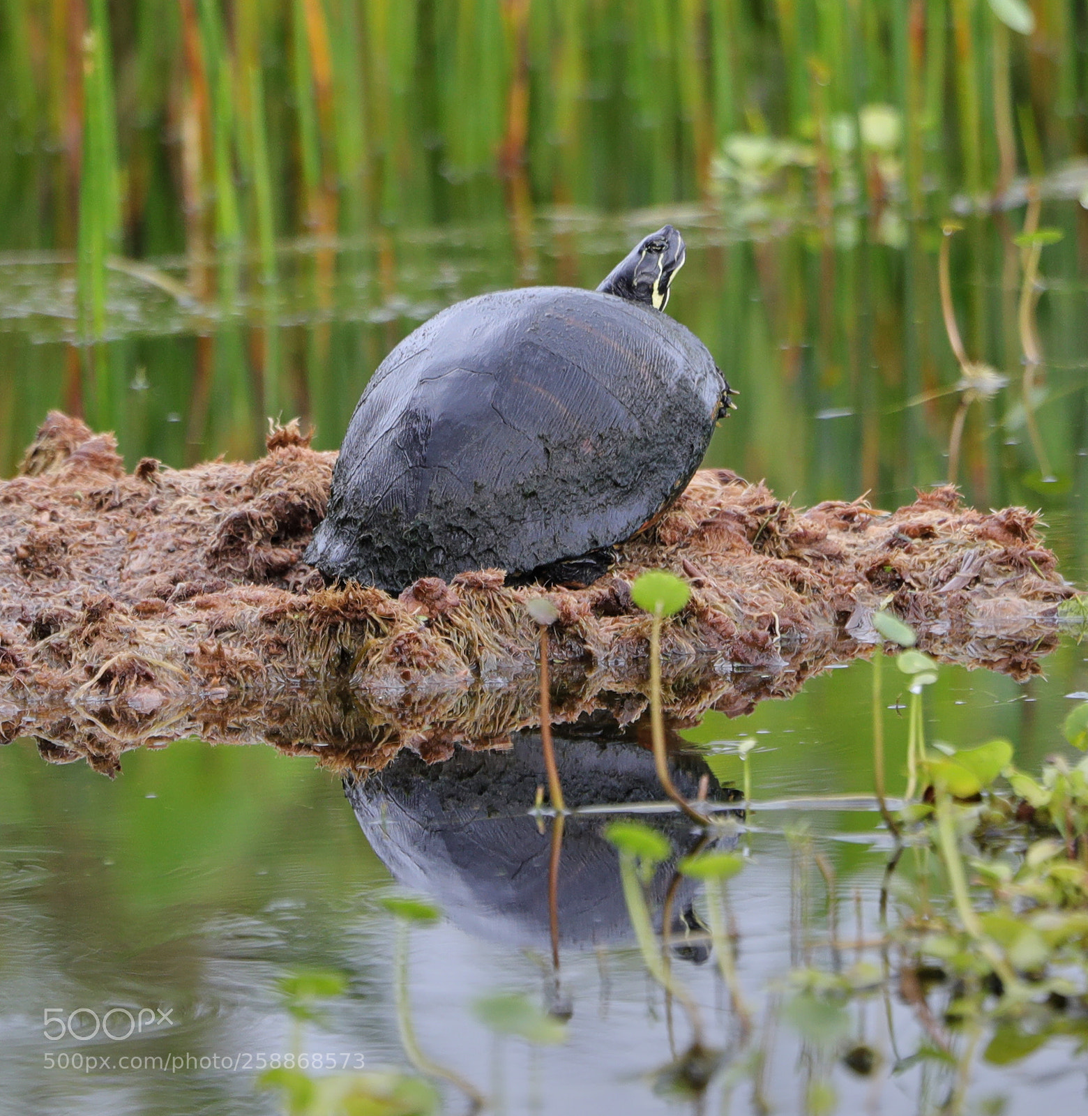 Canon EOS-1D X Mark II sample photo. 05-21-18-0019108.jpg photography