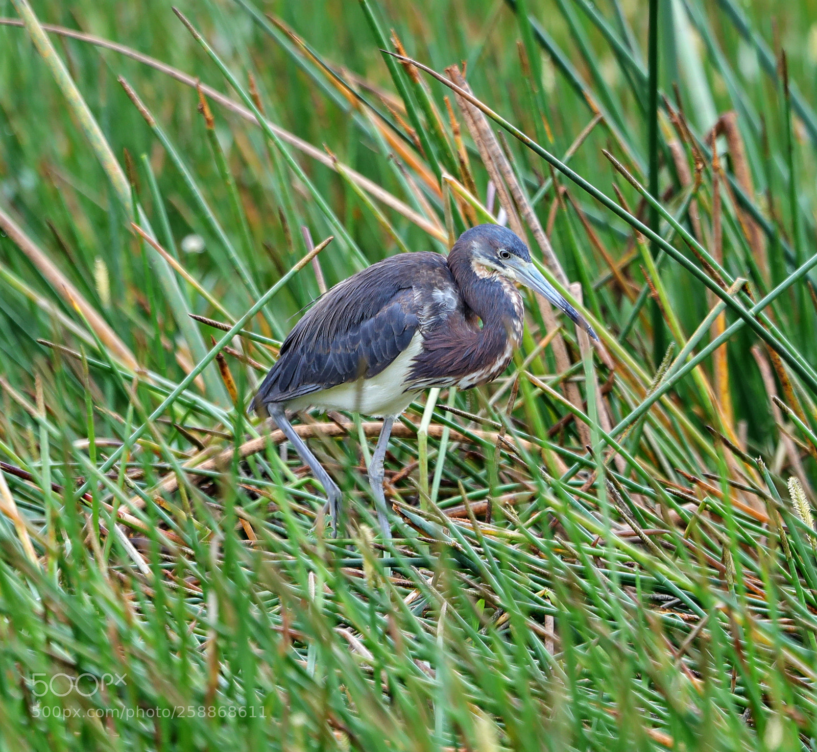 Canon EOS-1D X Mark II sample photo. 05-21-18-0019105.jpg photography