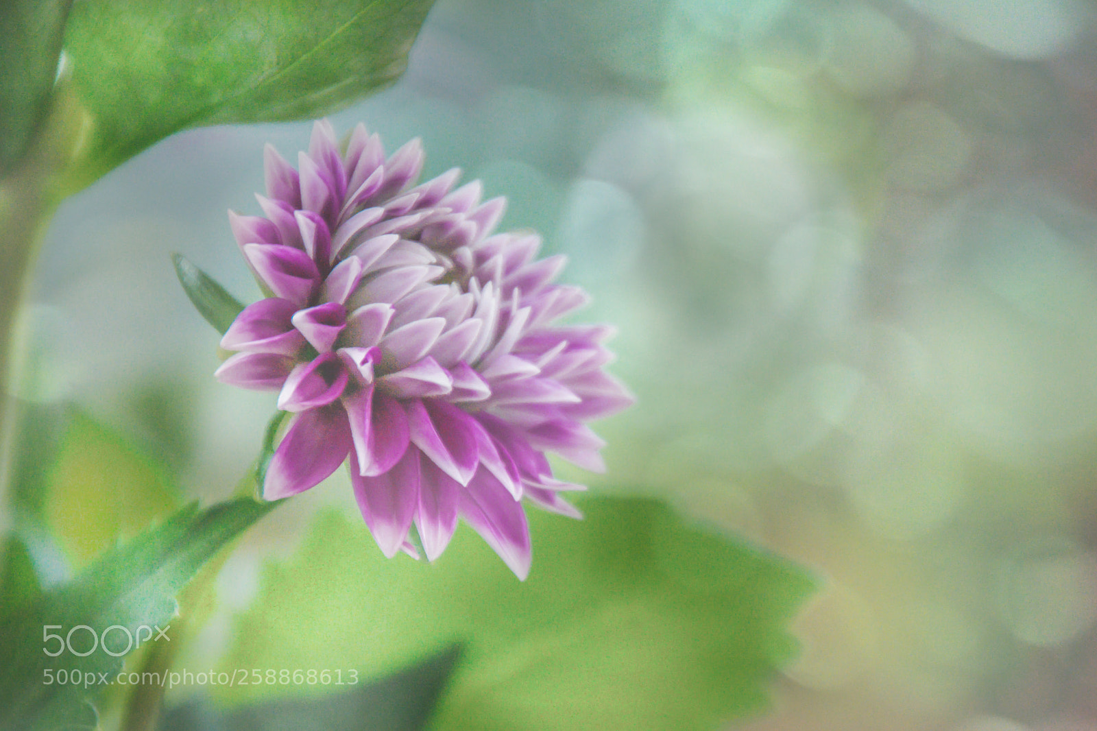 Nikon D5200 sample photo. Unfolding photography