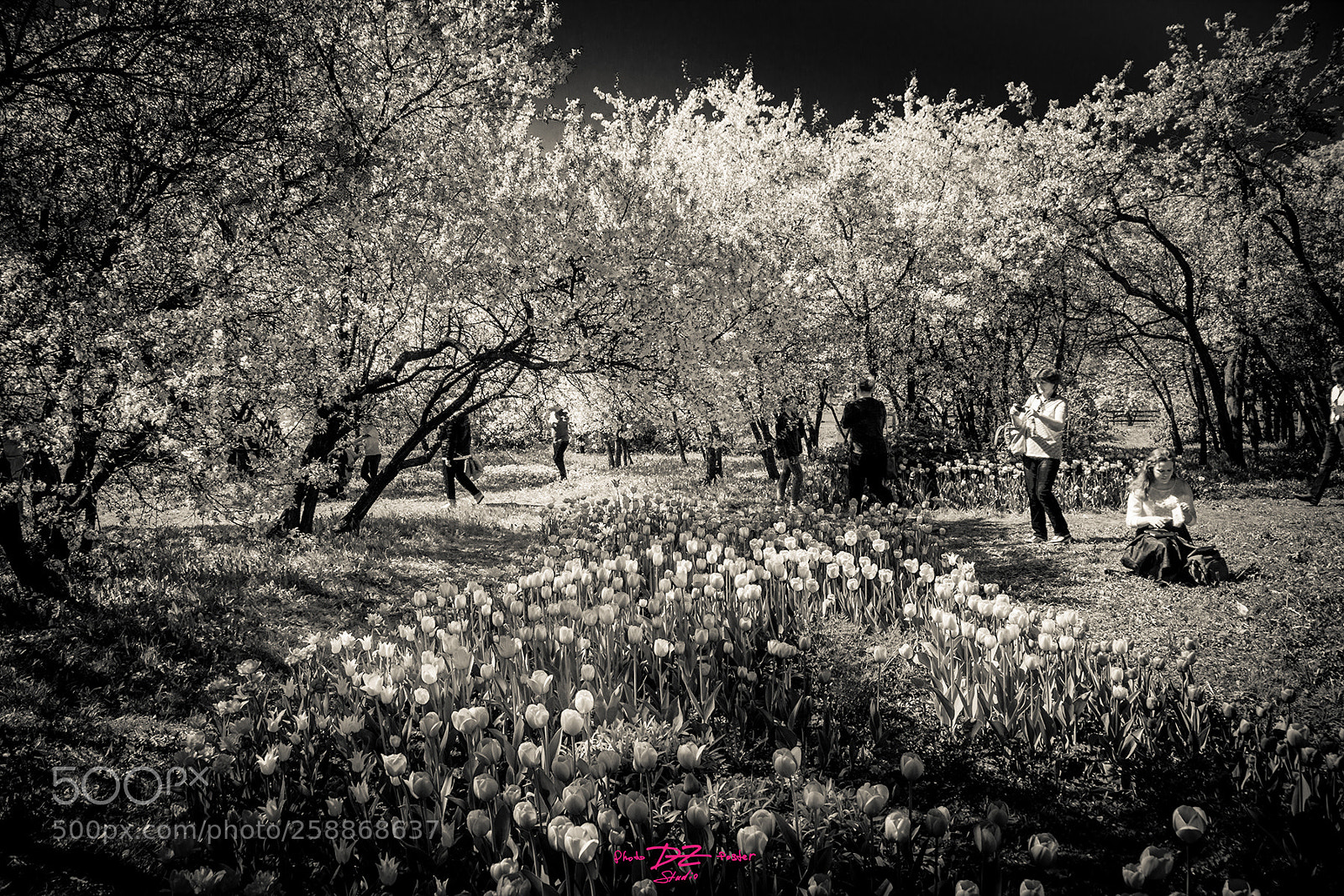 Canon EOS 50D sample photo. In the spring park photography