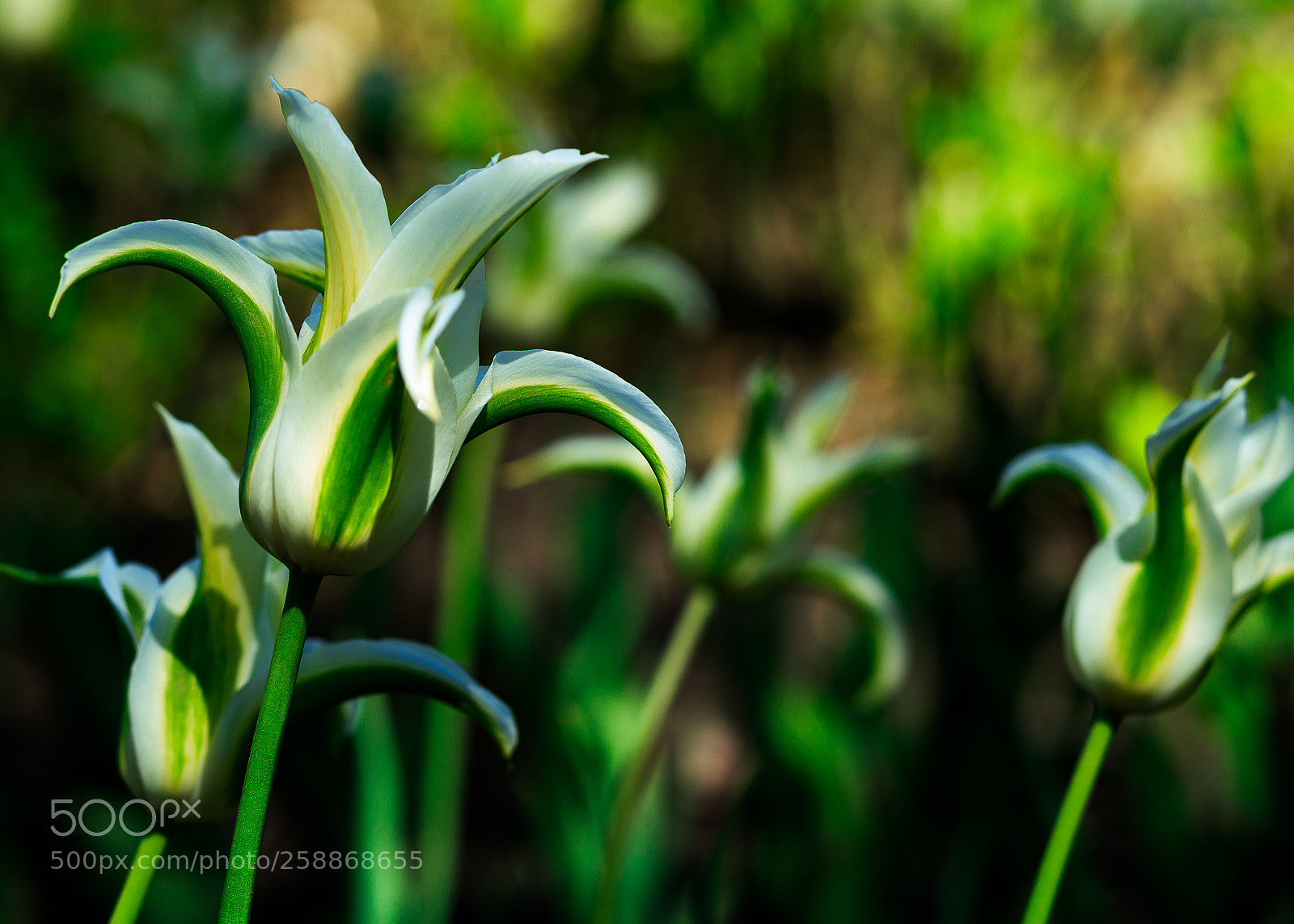 Canon EOS 6D sample photo. Ottawa tulip festival photography