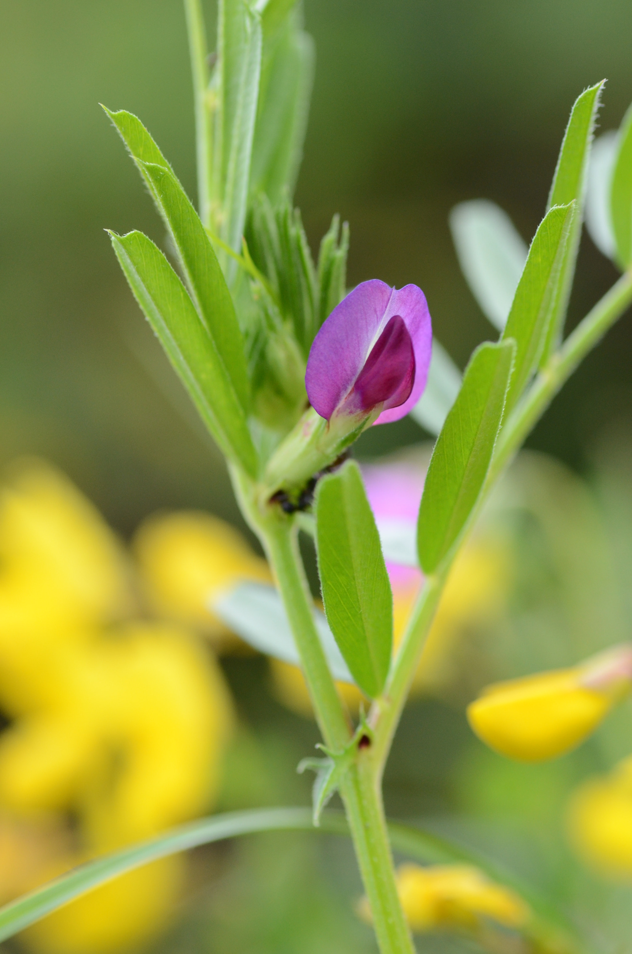 Nikon D7000 sample photo. Spring colors photography
