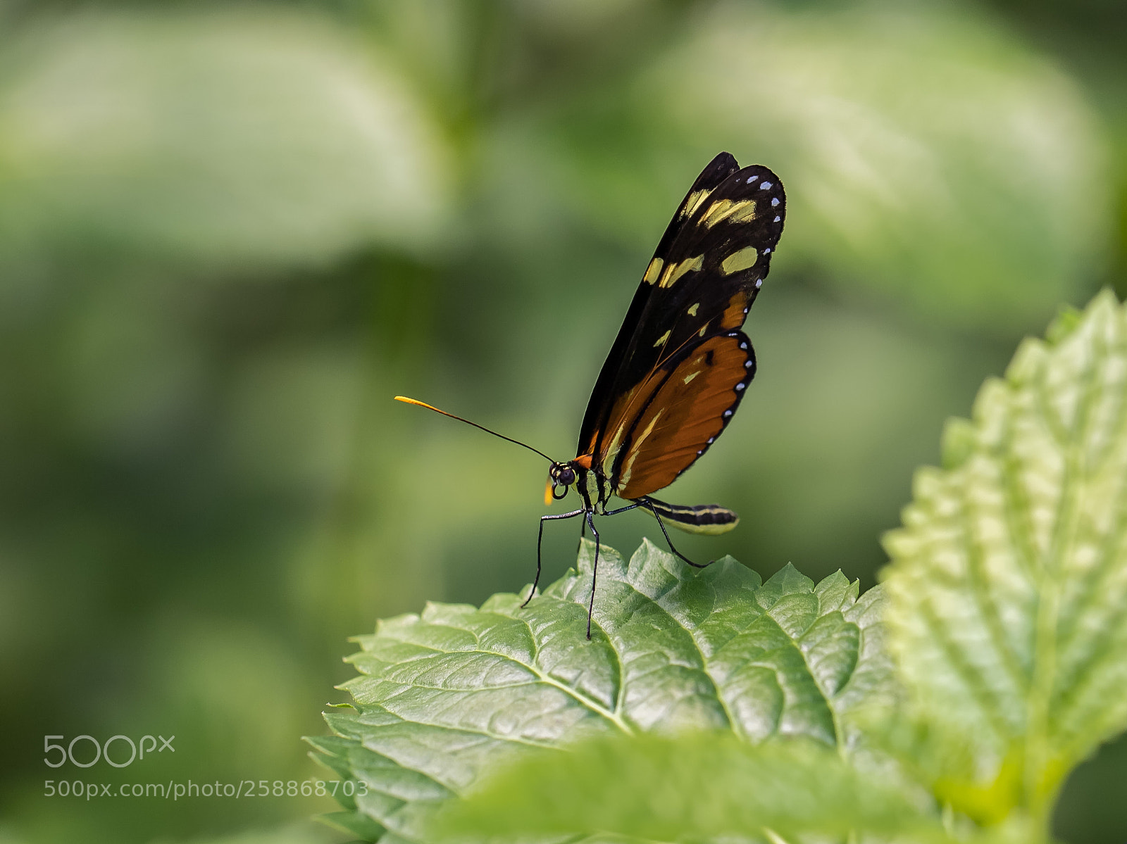 Canon EOS 6D Mark II sample photo. Butterfly photography