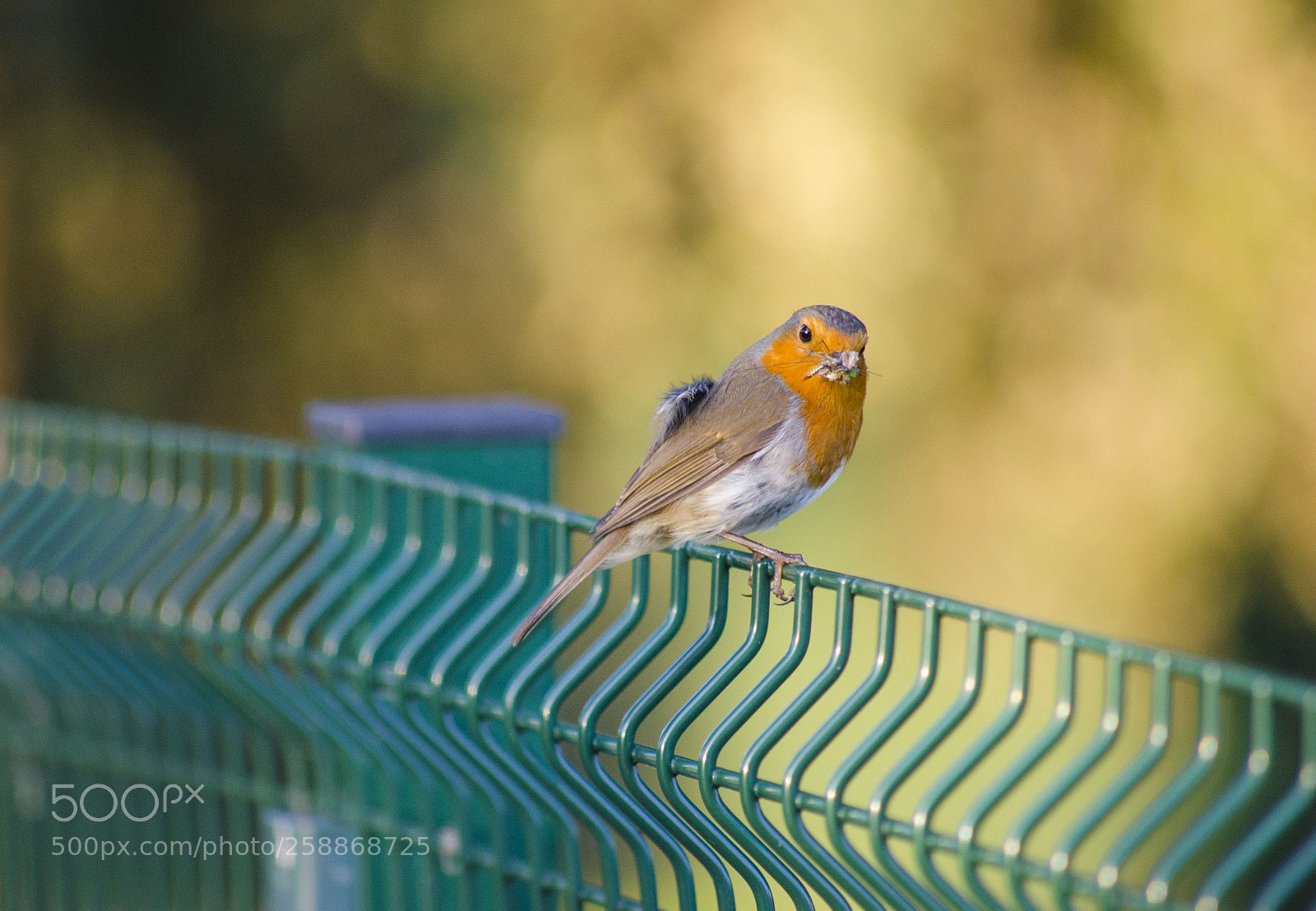 Nikon D7000 sample photo. Robin having dinner photography