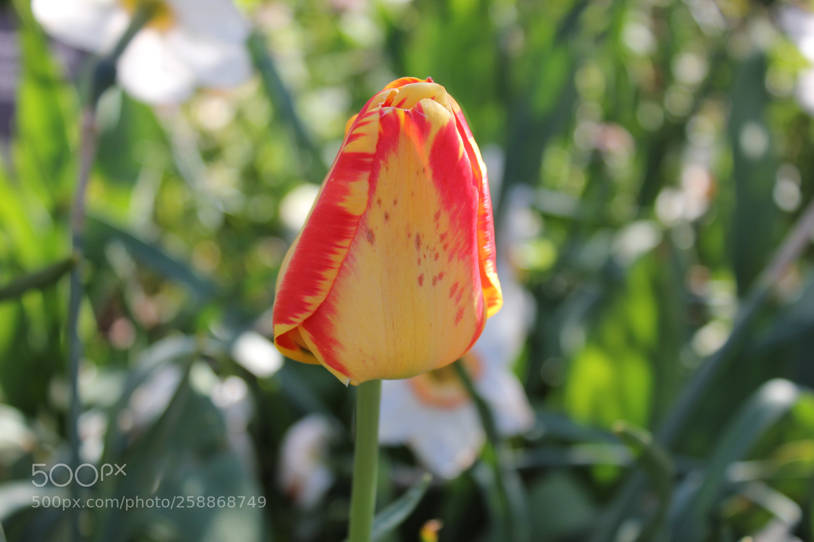 Canon EOS 550D (EOS Rebel T2i / EOS Kiss X4) sample photo. Tulips edward s gardens photography