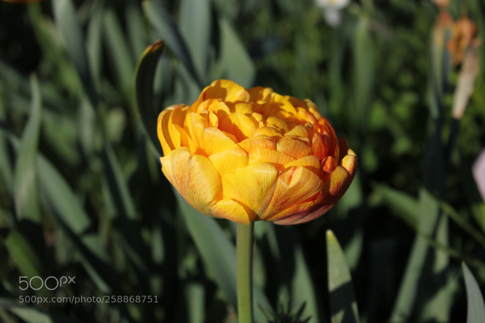 Canon EOS 550D (EOS Rebel T2i / EOS Kiss X4) sample photo. Tulips edward s gardens photography