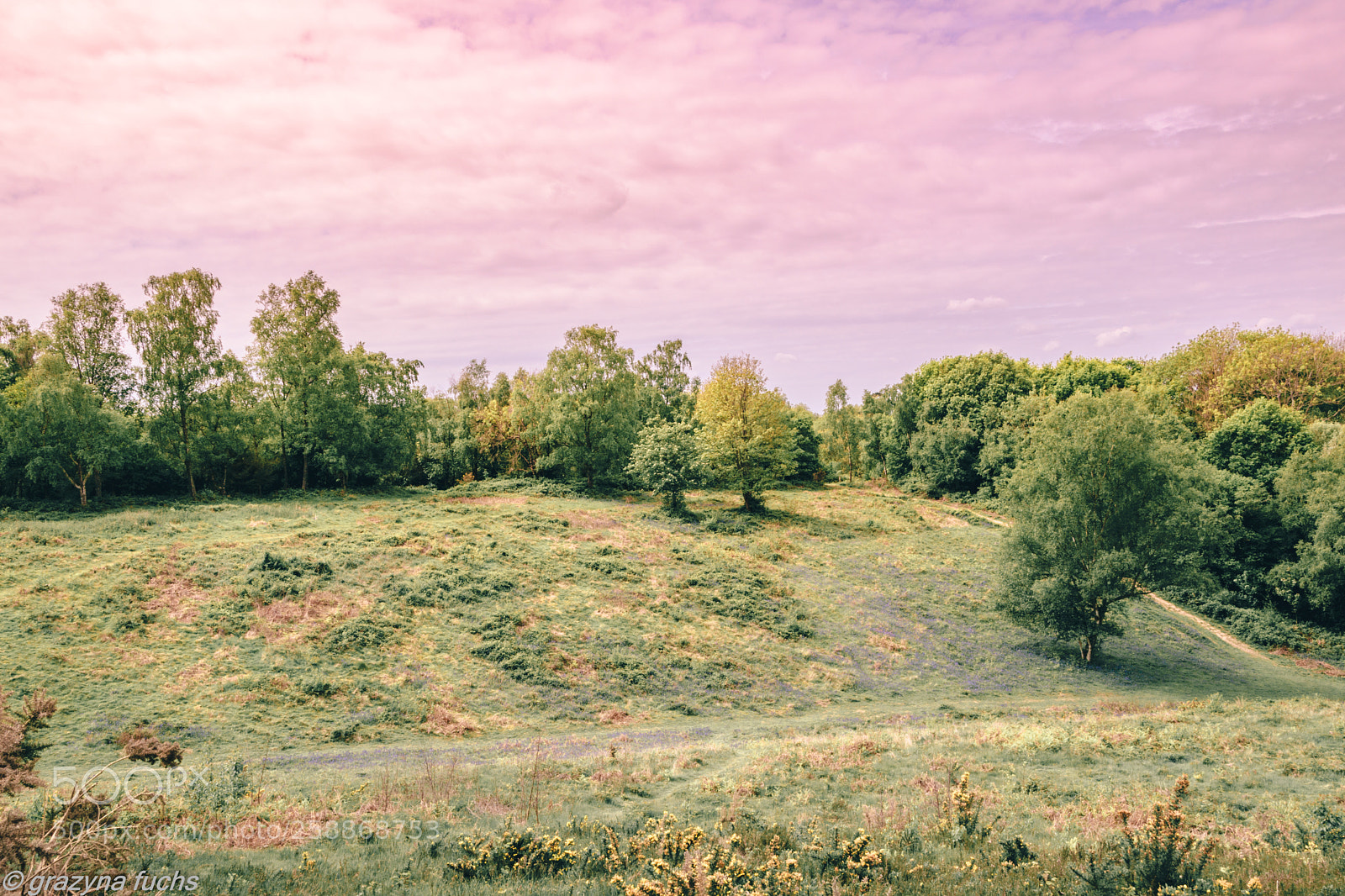 Nikon D3300 sample photo. Walking at headley heath photography