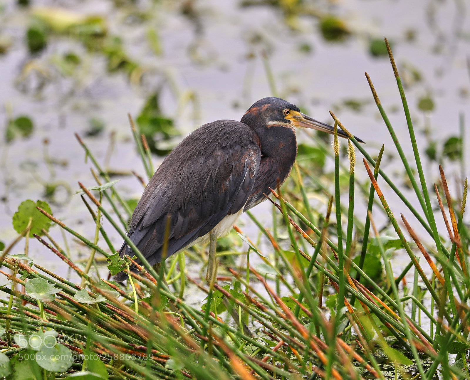Canon EOS-1D X Mark II sample photo. 05-21-18-0019100.jpg photography