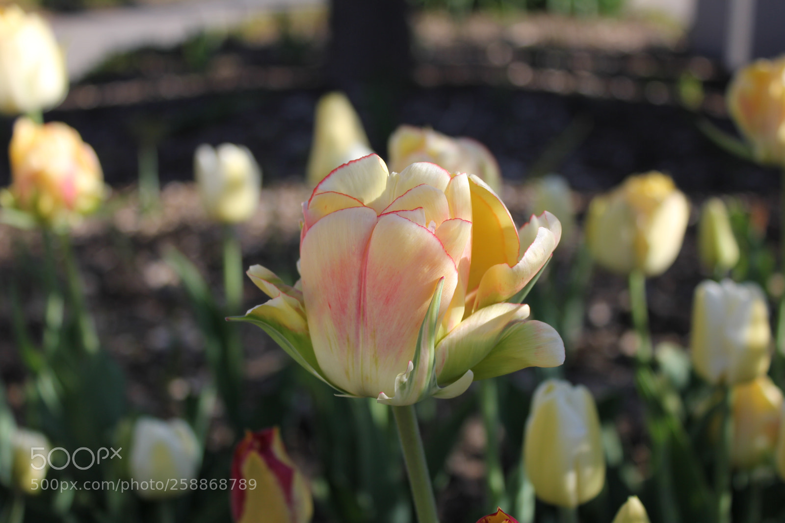 Canon EOS 550D (EOS Rebel T2i / EOS Kiss X4) sample photo. Tulips edward s gardens photography