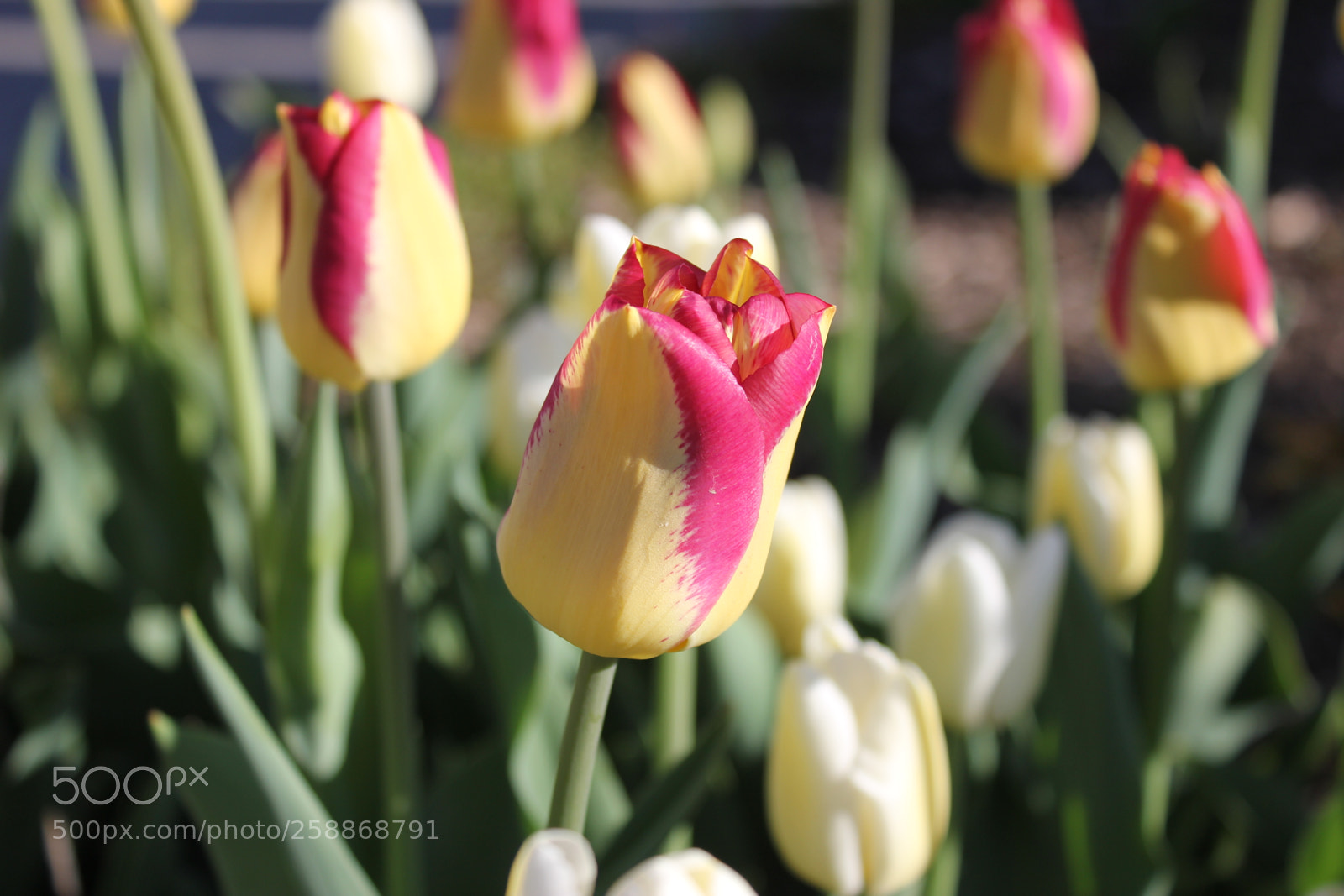Canon EOS 550D (EOS Rebel T2i / EOS Kiss X4) sample photo. Tulips edward s gardens photography