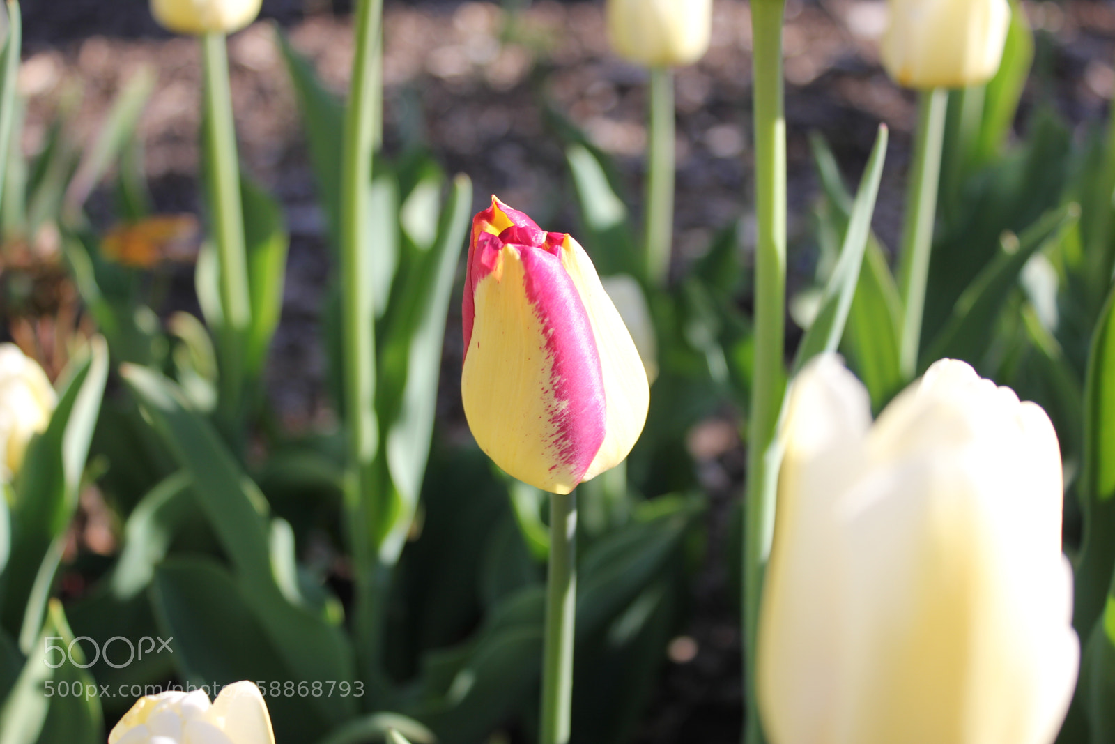 Canon EOS 550D (EOS Rebel T2i / EOS Kiss X4) sample photo. Tulips edward s gardens photography