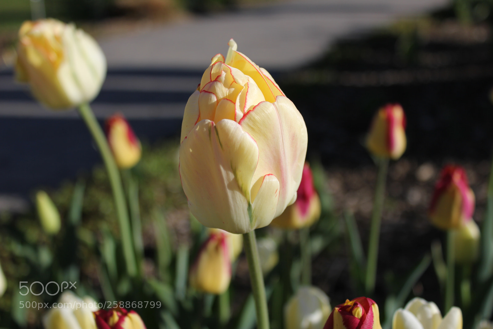Canon EOS 550D (EOS Rebel T2i / EOS Kiss X4) sample photo. Tulips edward s gardens photography