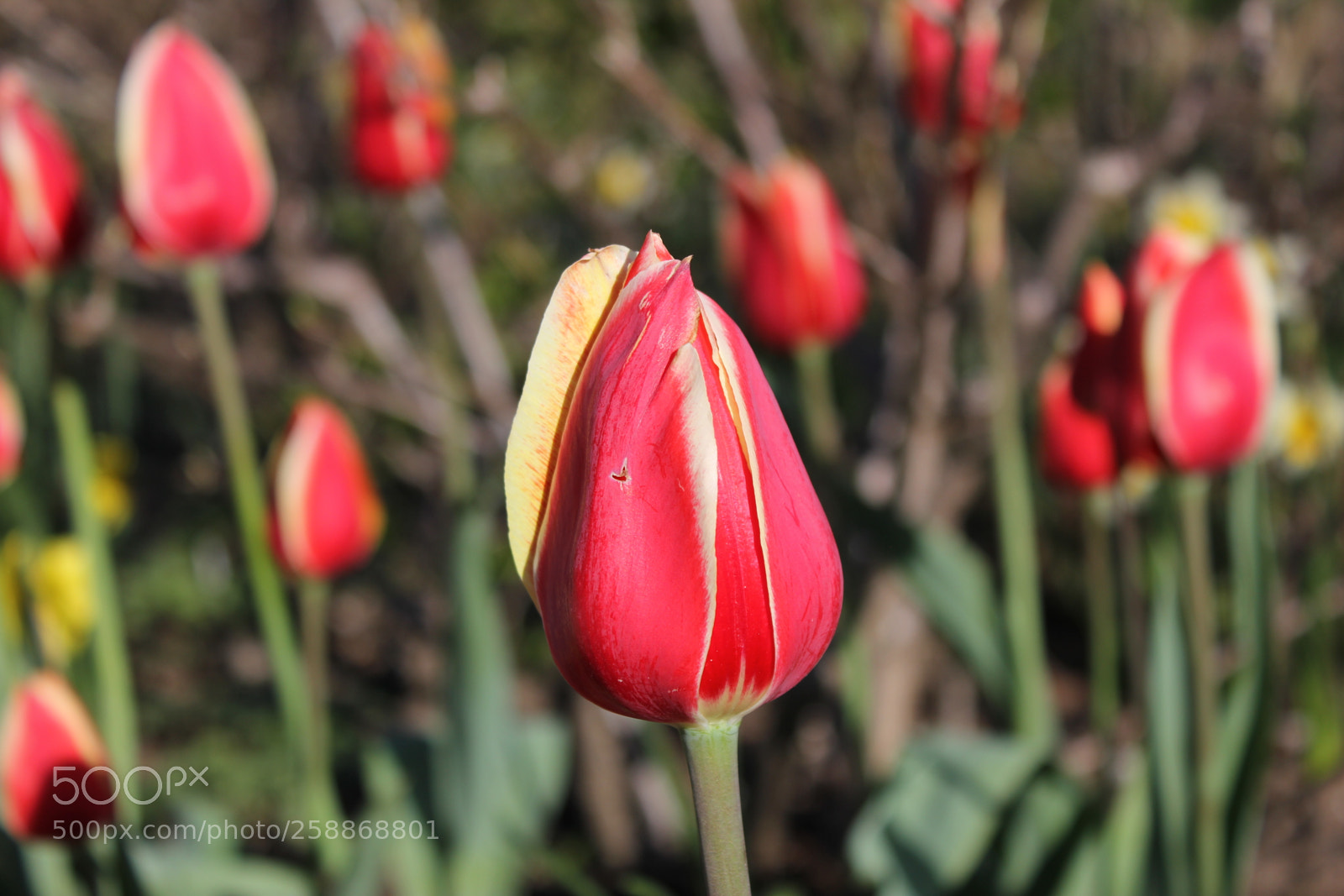 Canon EOS 550D (EOS Rebel T2i / EOS Kiss X4) sample photo. Tulips edward s gardens photography