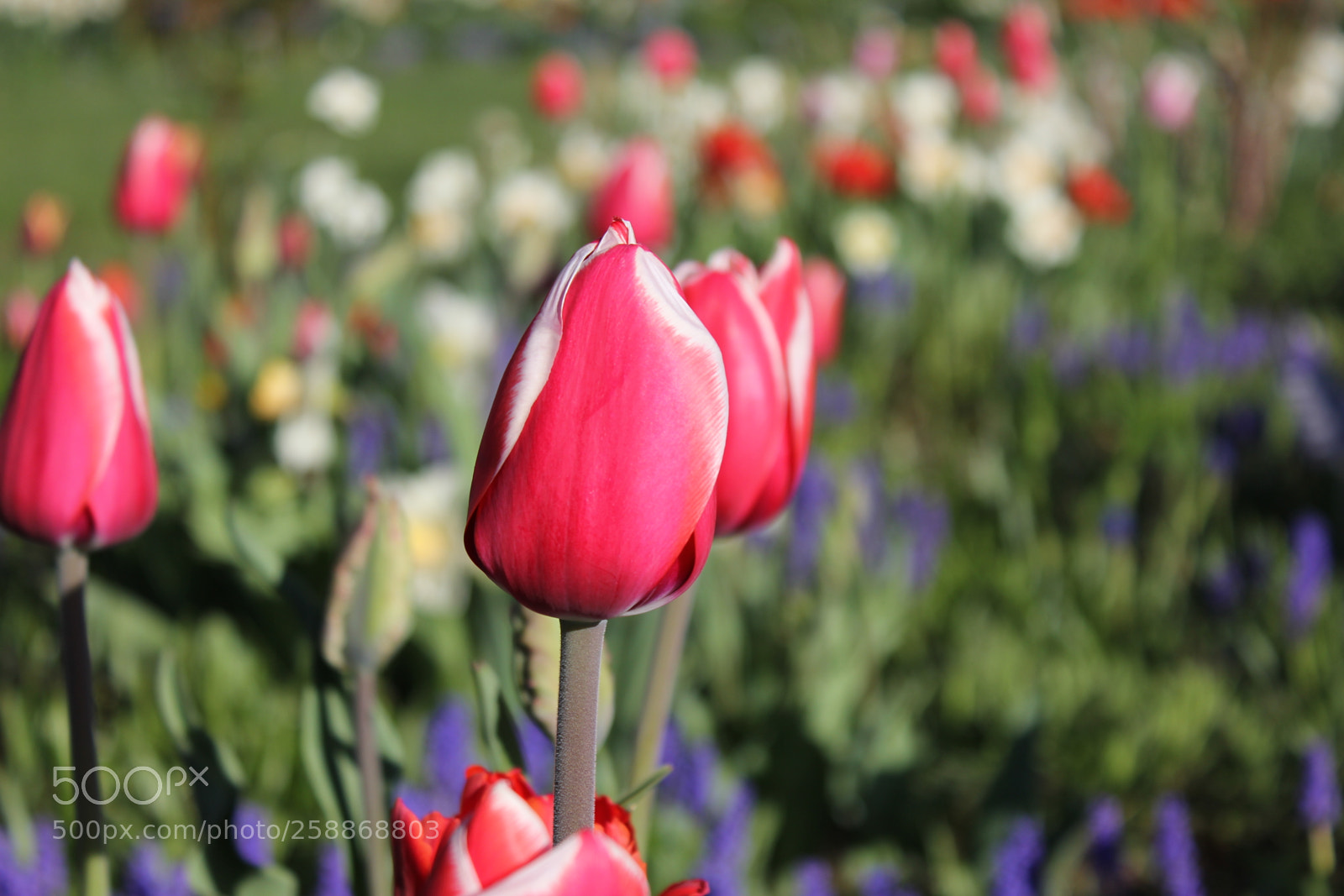 Canon EOS 550D (EOS Rebel T2i / EOS Kiss X4) sample photo. Tulips edward s gardens photography