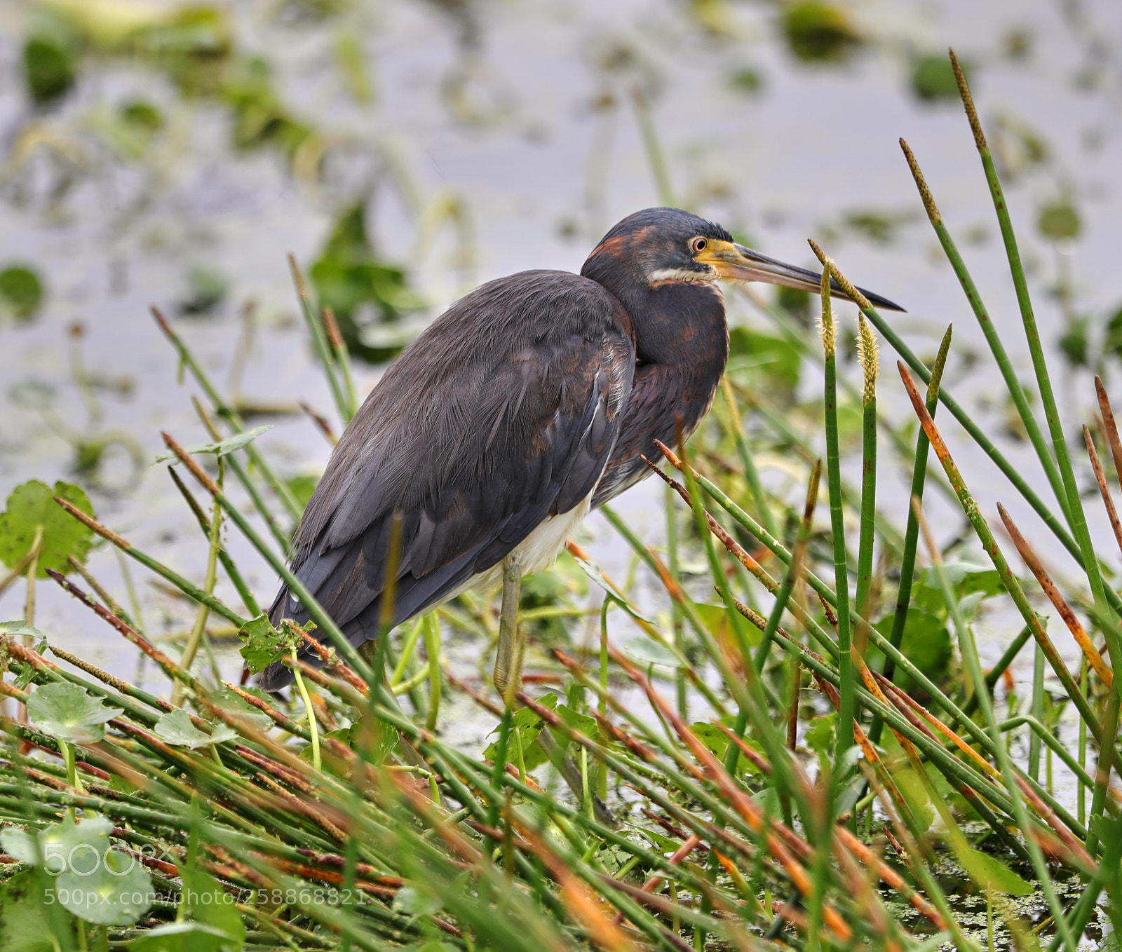 Canon EOS-1D X Mark II sample photo. 05-21-18-0019099.jpg photography