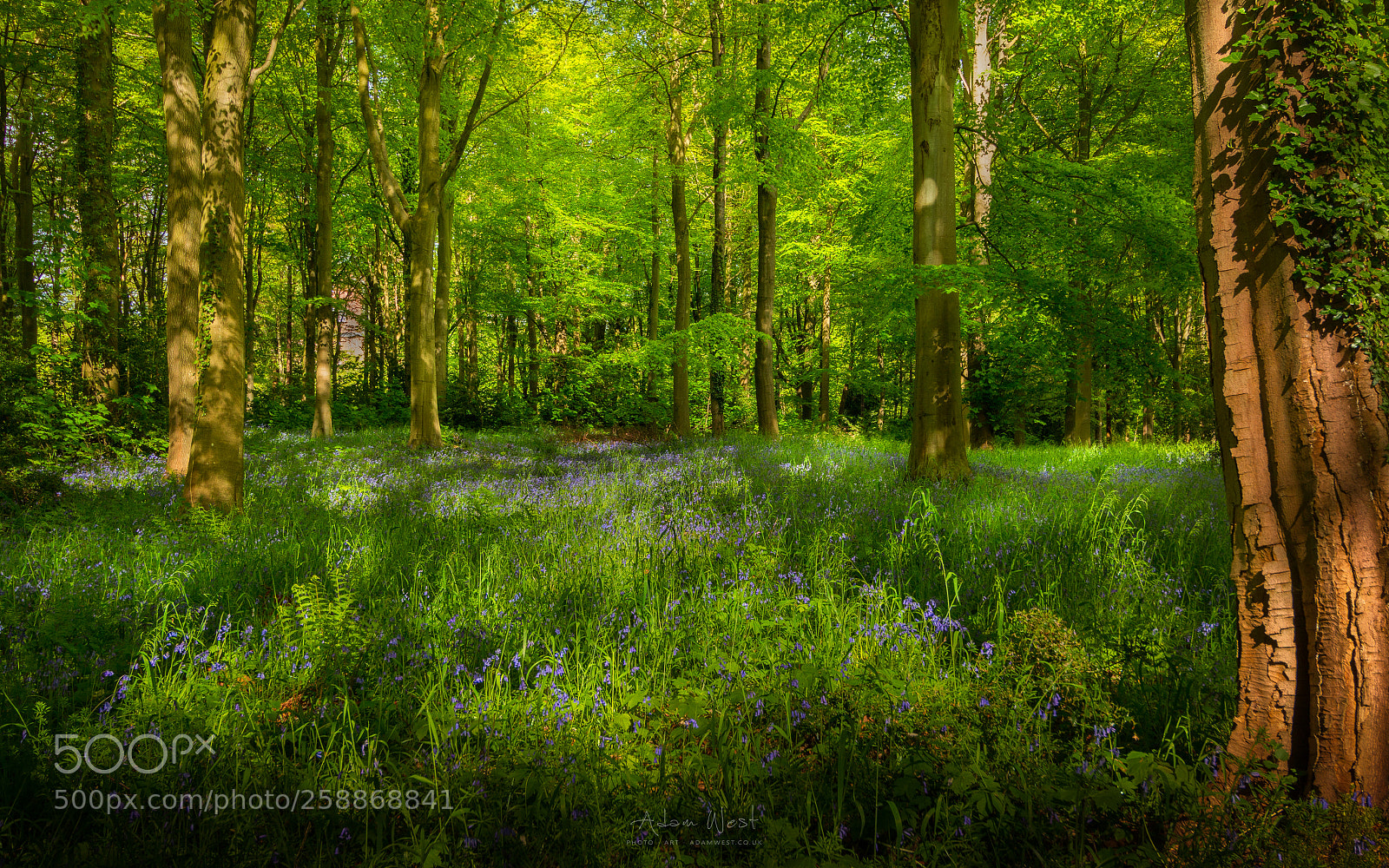 Canon EOS 70D sample photo. Bluebell woods i photography