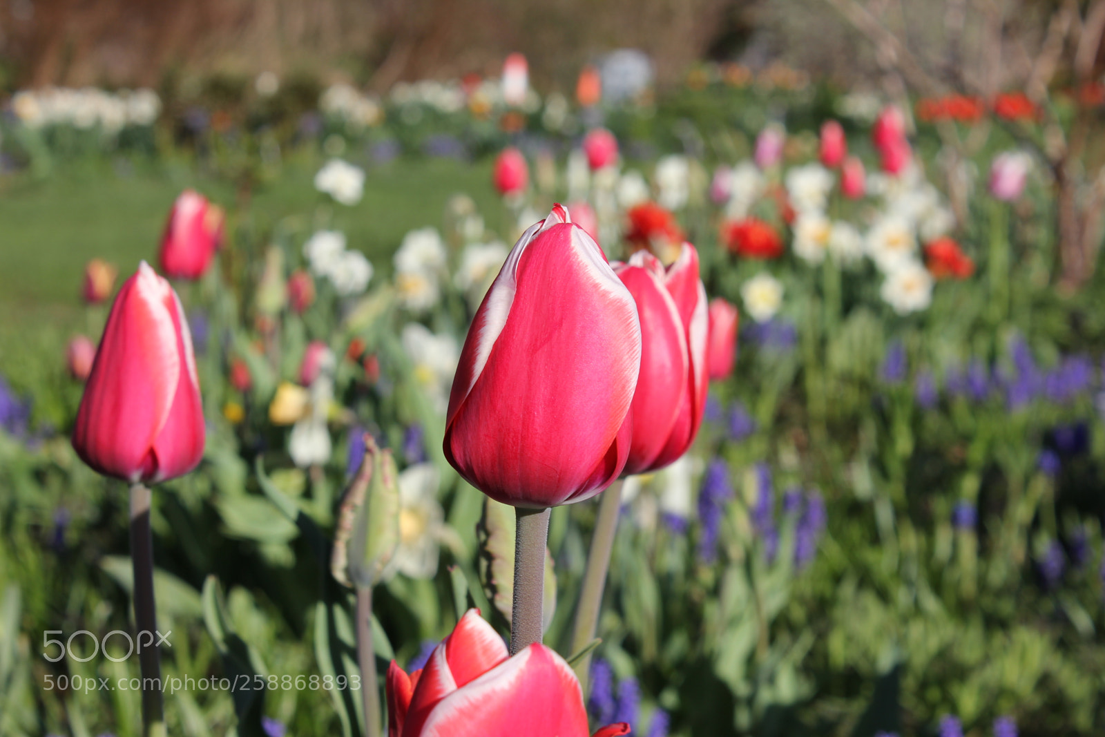 Canon EOS 550D (EOS Rebel T2i / EOS Kiss X4) sample photo. Tulips edward s gardens photography