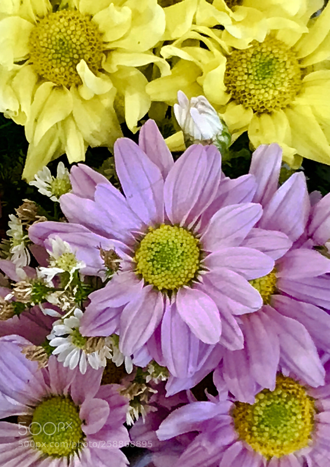Apple iPhone 7 Plus sample photo. Starting  photography