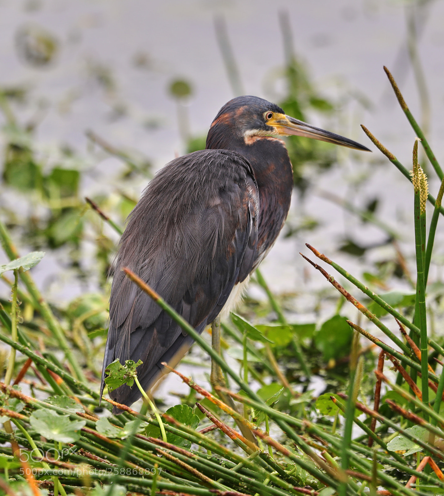Canon EOS-1D X Mark II sample photo. 05-21-18-0019096.jpg photography