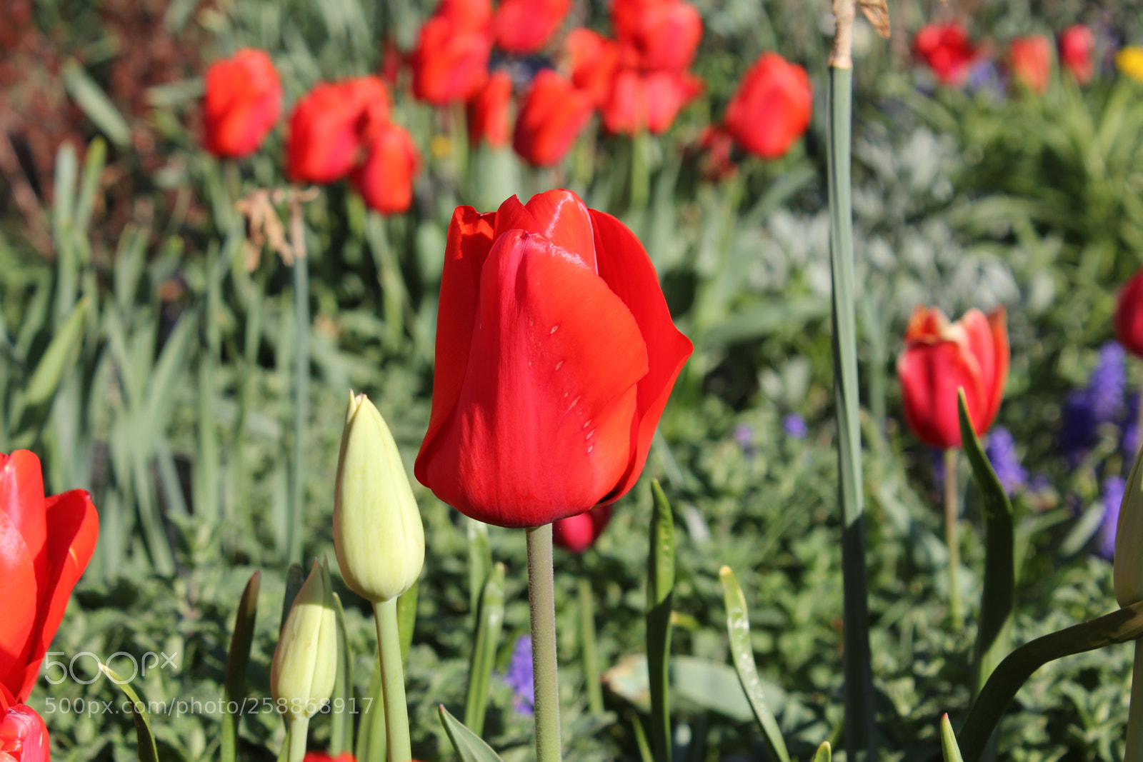 Canon EOS 550D (EOS Rebel T2i / EOS Kiss X4) sample photo. Tulips edward s gardens photography