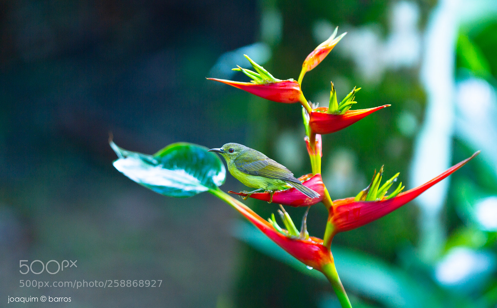 Canon EOS 7D sample photo. Olive green photography