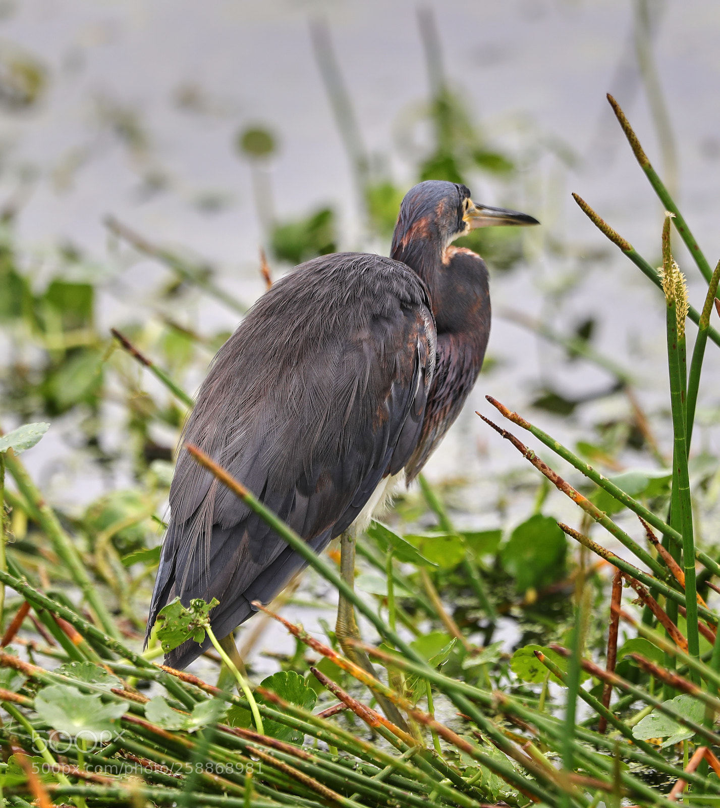 Canon EOS-1D X Mark II sample photo. 05-21-18-0019088.jpg photography