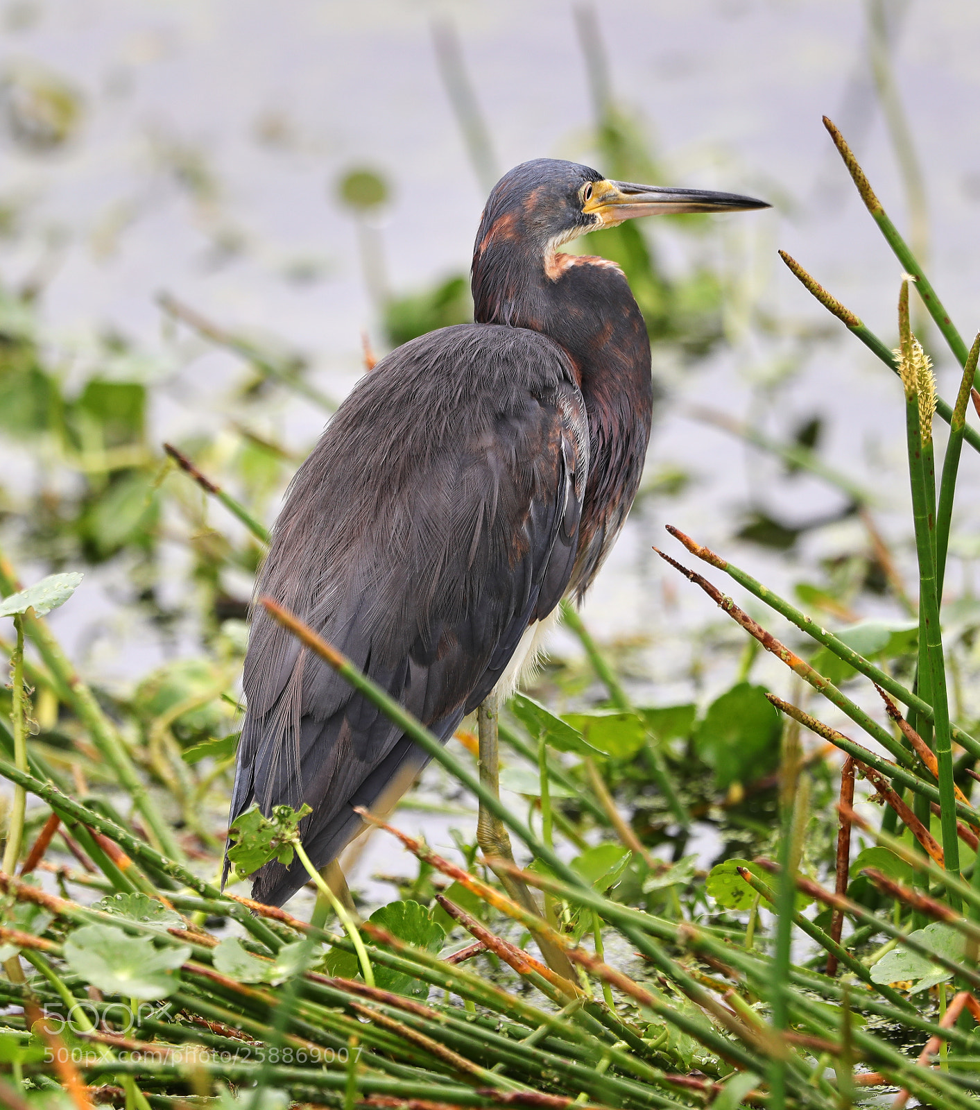 Canon EOS-1D X Mark II sample photo. 05-21-18-0019085.jpg photography