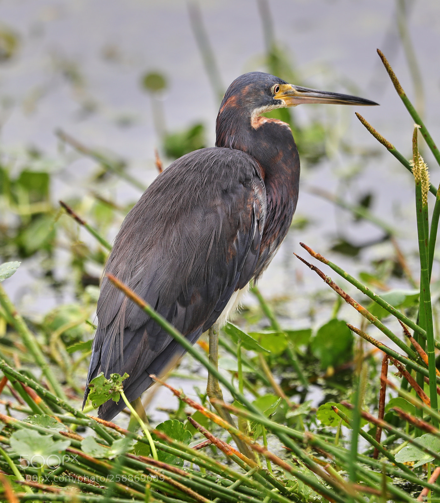 Canon EOS-1D X Mark II sample photo. 05-21-18-0019084.jpg photography