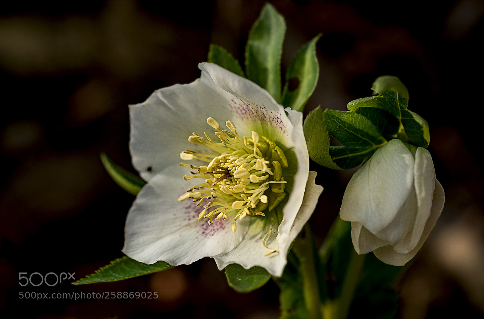 Nikon D750 sample photo. Christrose photography