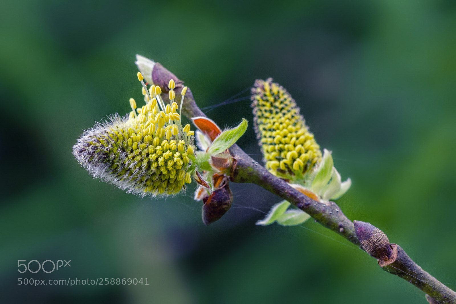 Canon EOS 5D Mark II sample photo. Breaking out photography