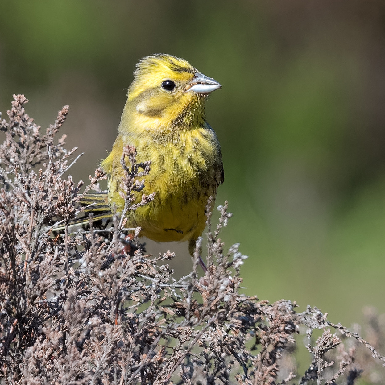 Nikon D500 sample photo. Emberiza citrinella photography