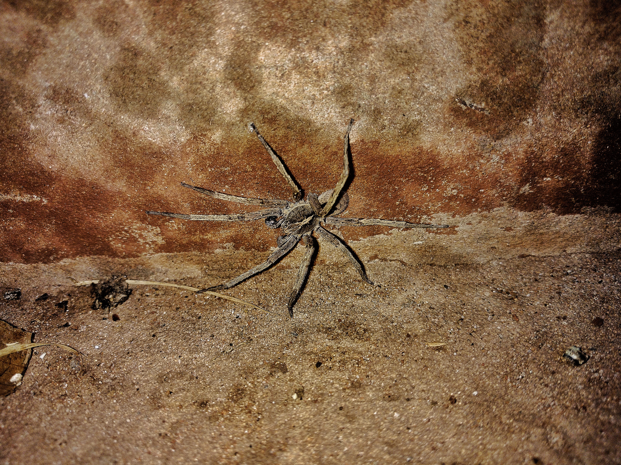 Motorola XT1563 sample photo. Aranha de grama(grass spider) photography