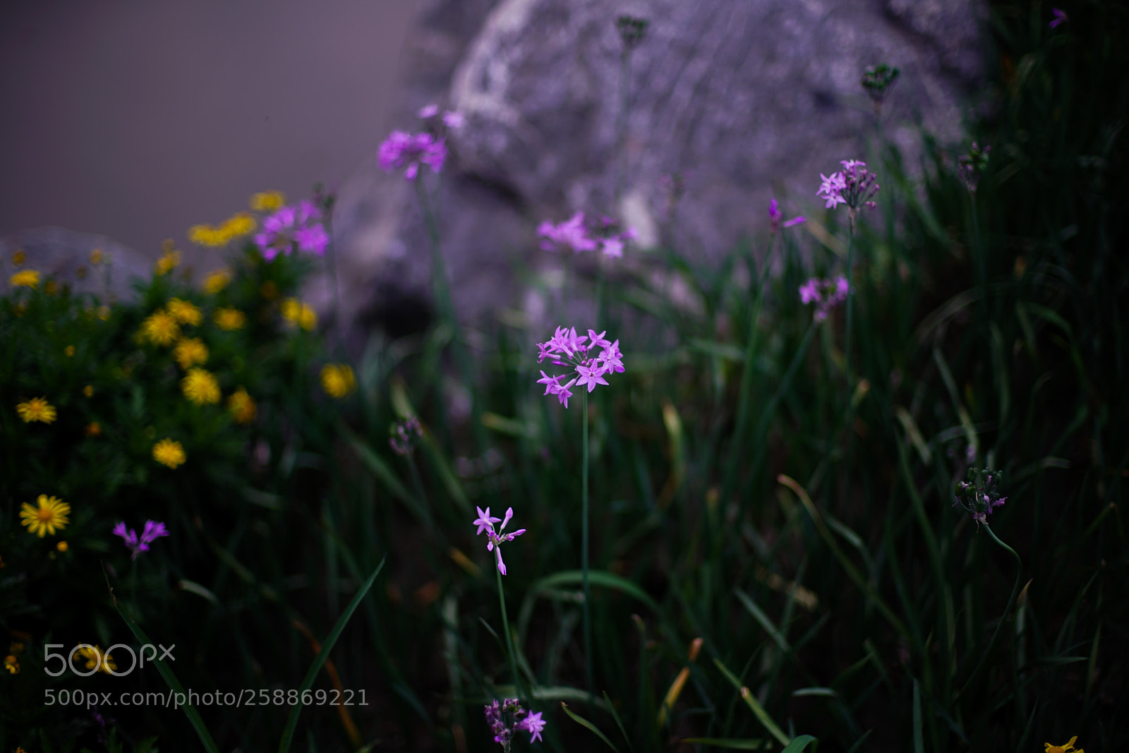 Sony a7R II sample photo. Wild flower photography