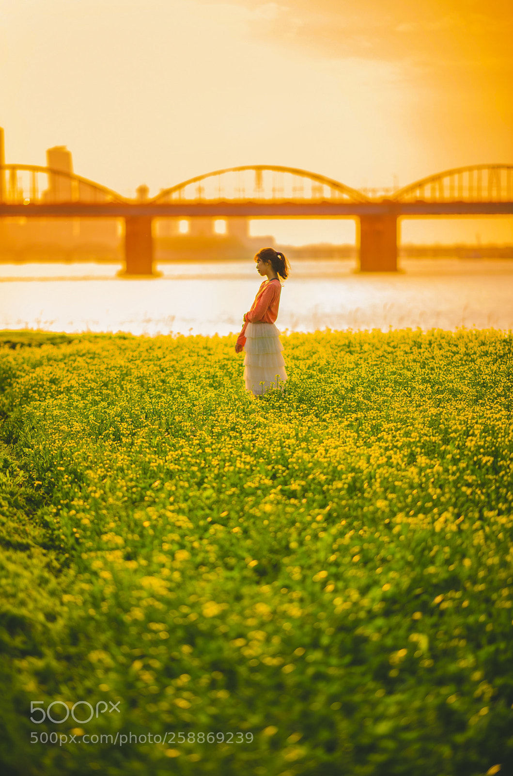 Nikon D850 sample photo. Sunset & rape flower photography