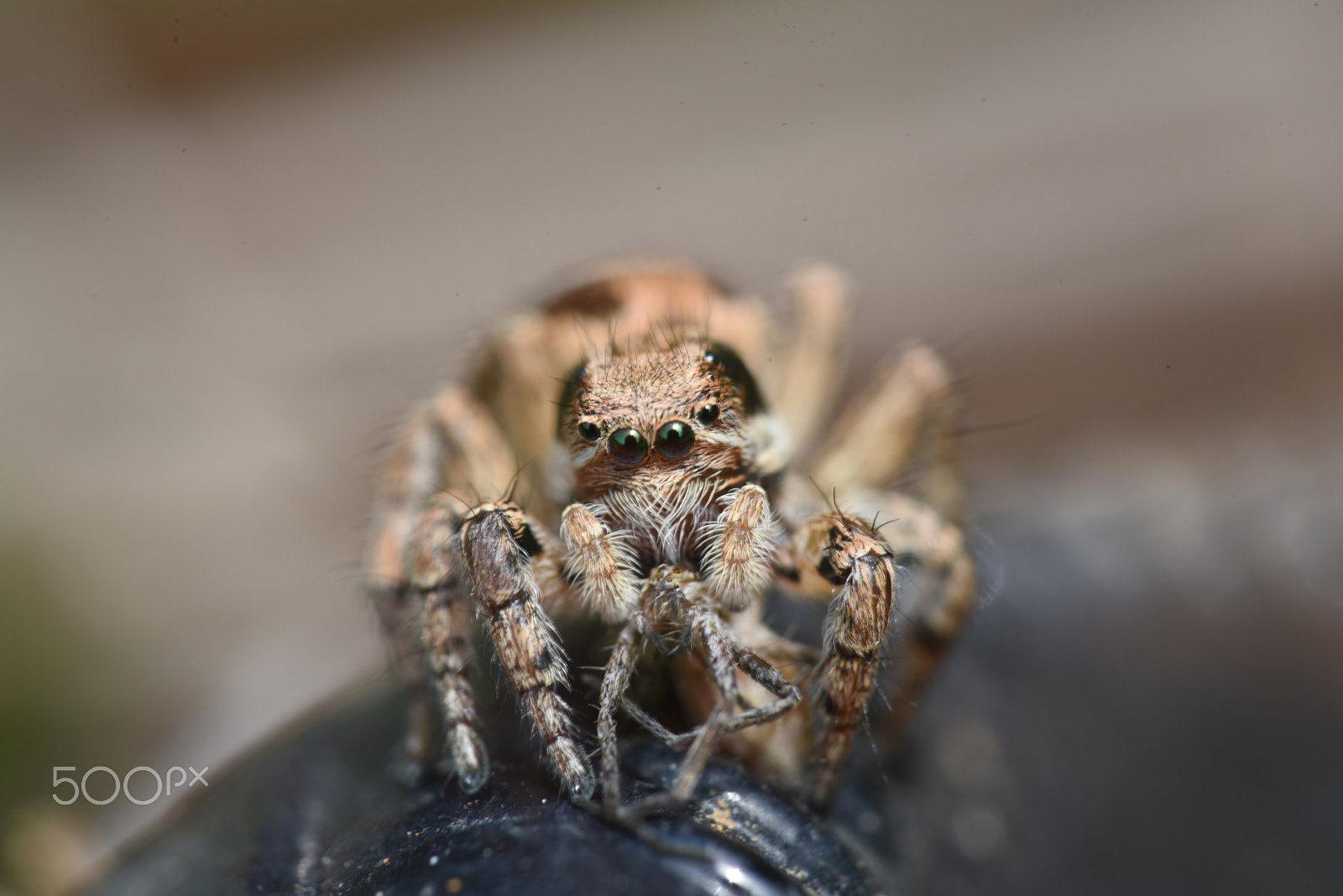 Nikon AF-S Micro-Nikkor 105mm F2.8G IF-ED VR sample photo. Jumping spider photography