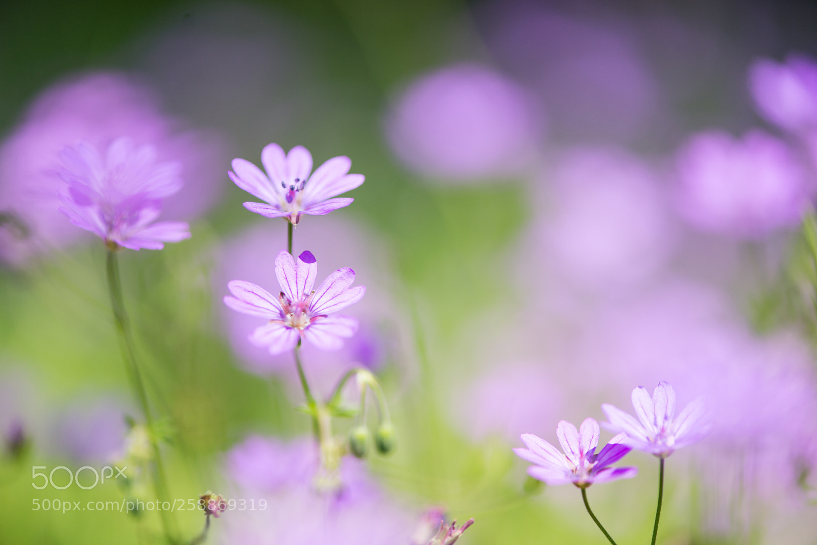 Nikon D800E sample photo. Meadow photography