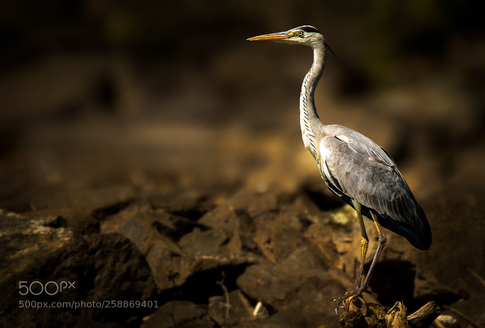Nikon D7200 sample photo. Grey heron photography