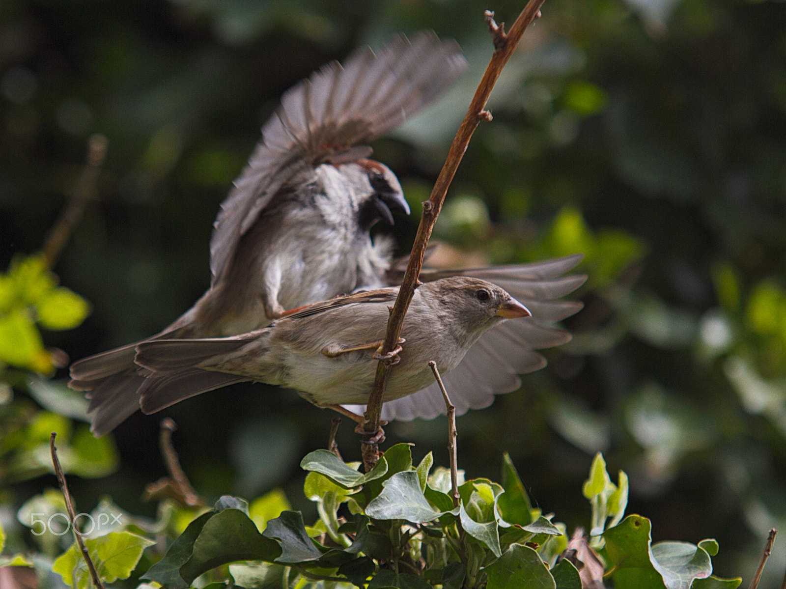 Canon EOS 7D + Sigma 70-200mm F2.8 EX DG OS HSM sample photo. Springtime photography