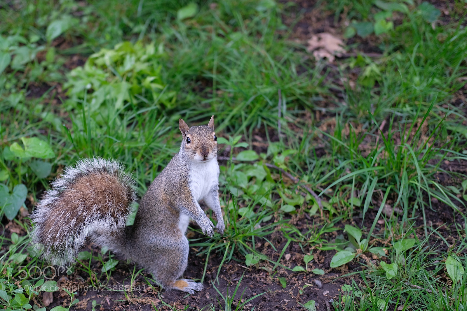 Fujifilm X-T20 sample photo. Squirrel photography