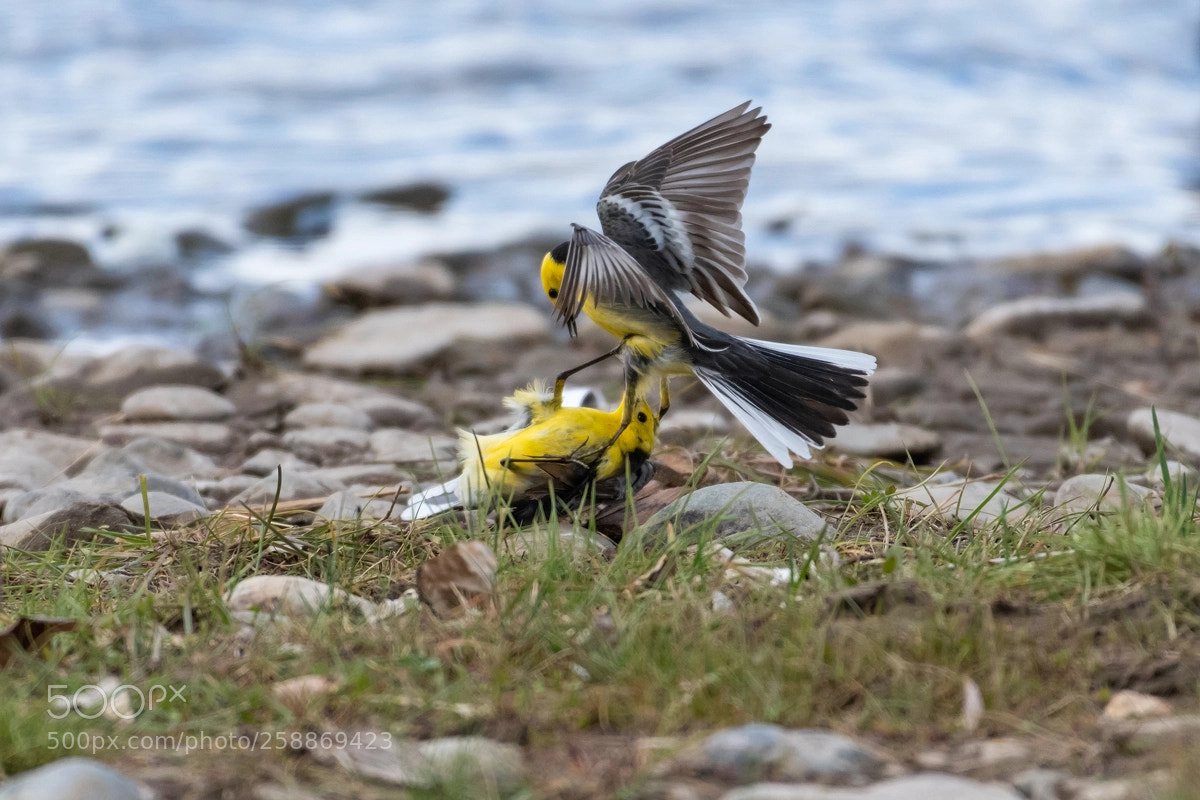 Nikon D500 sample photo. Birds photography